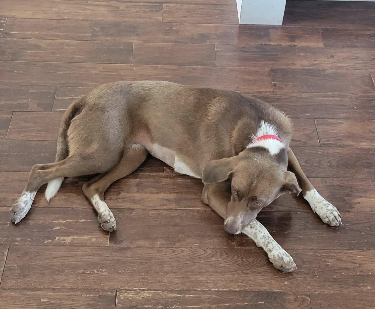 Sadee, a ADOPTABLE mixed breed in Celina, OH image 3/5