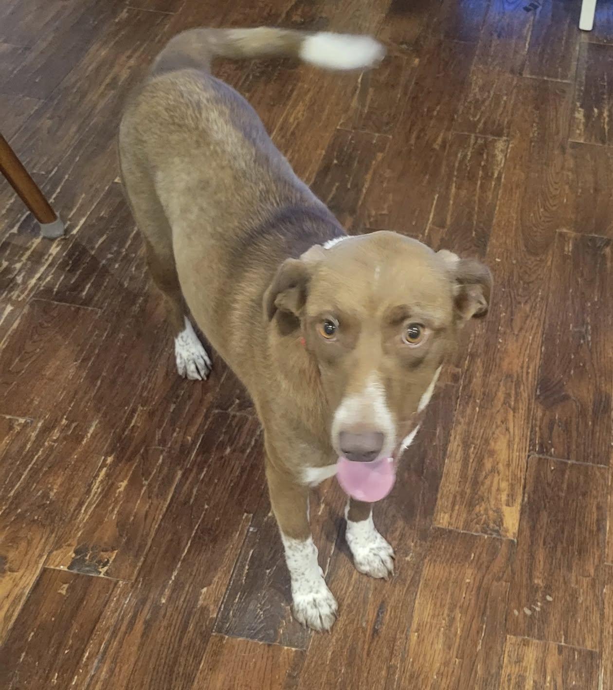 Sadee, a ADOPTABLE mixed breed in Celina, OH image 1/5