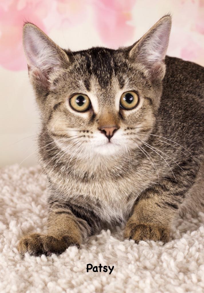 Patsy, Adoptable, Kitten Female Domestic Short Hair.