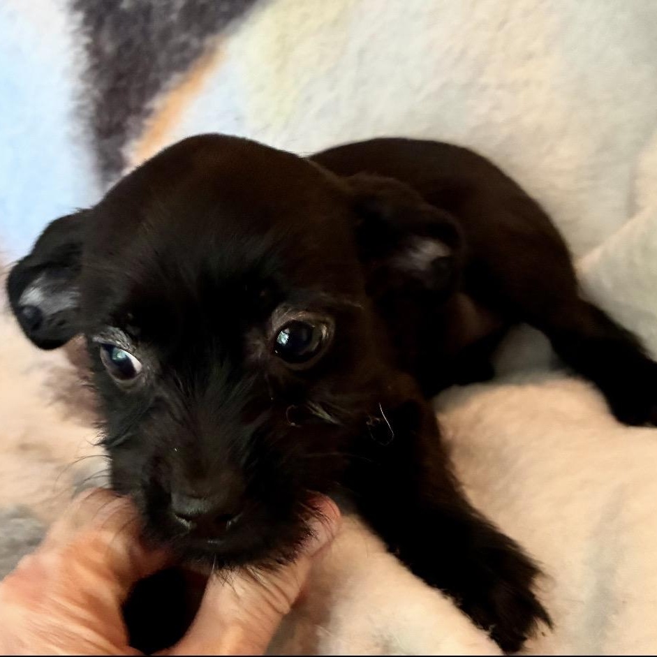 Enlarge Eliza, an adopted mixed breed in Hamilton , NJ image 1/1