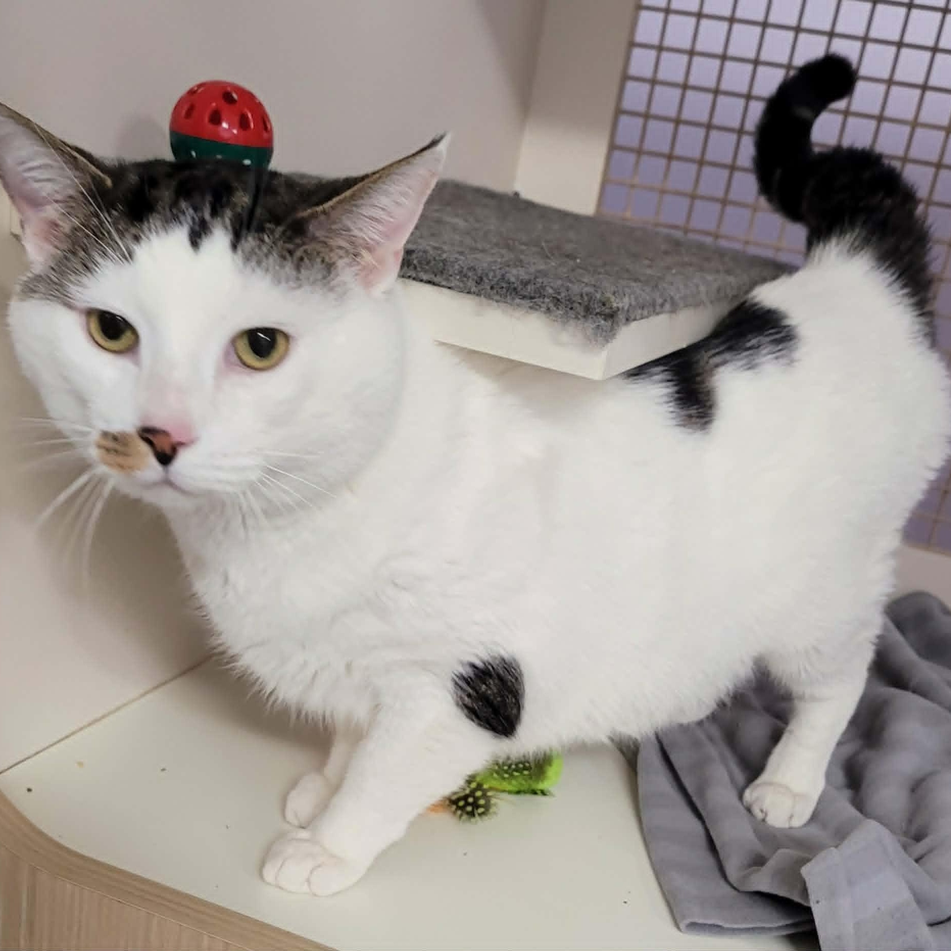 Enlarge Thomas! Hefty Lovebug!, an adopted Domestic Short Hair in Meriden, CT image 4/6