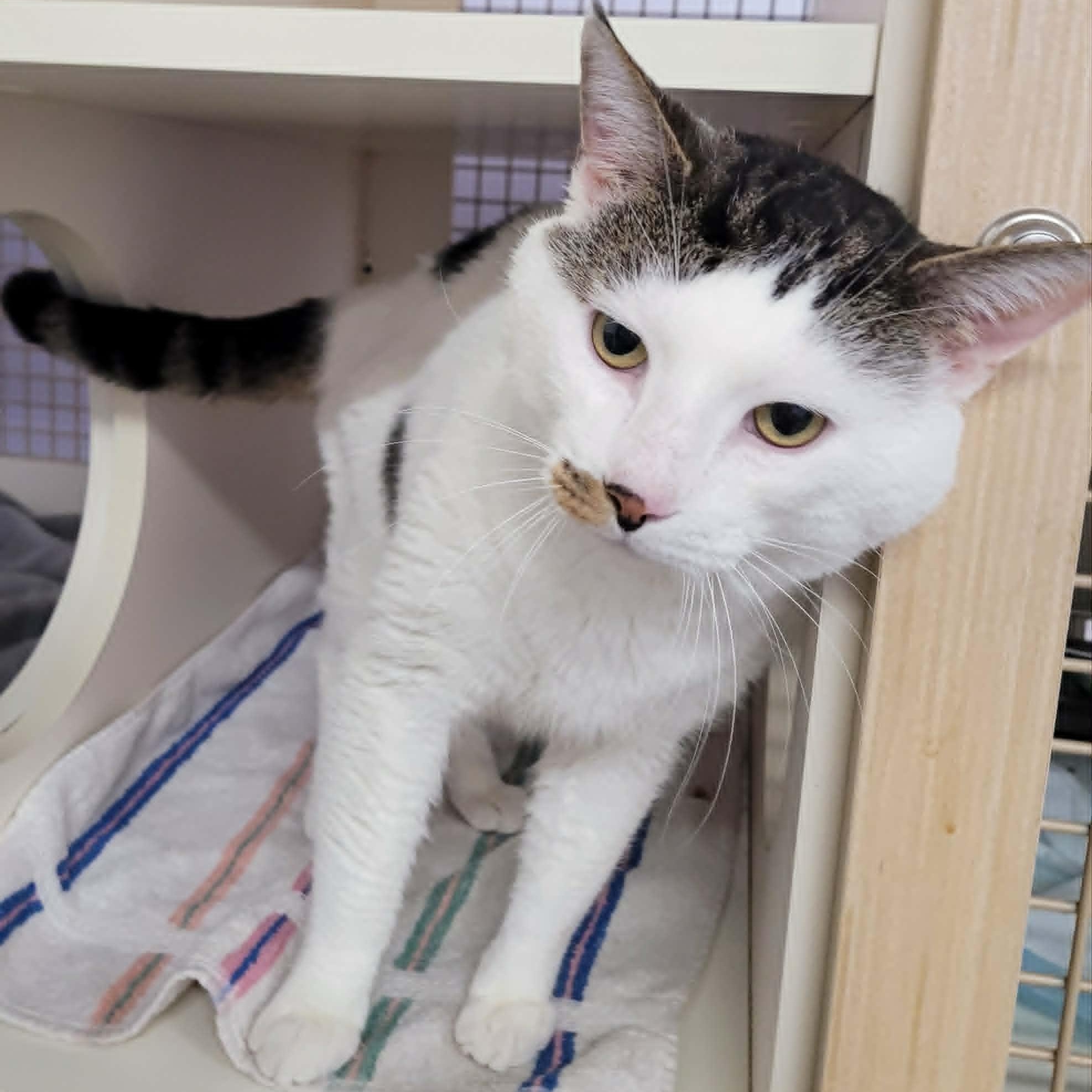 Enlarge Thomas! Hefty Lovebug!, an adopted Domestic Short Hair in Meriden, CT image 3/6