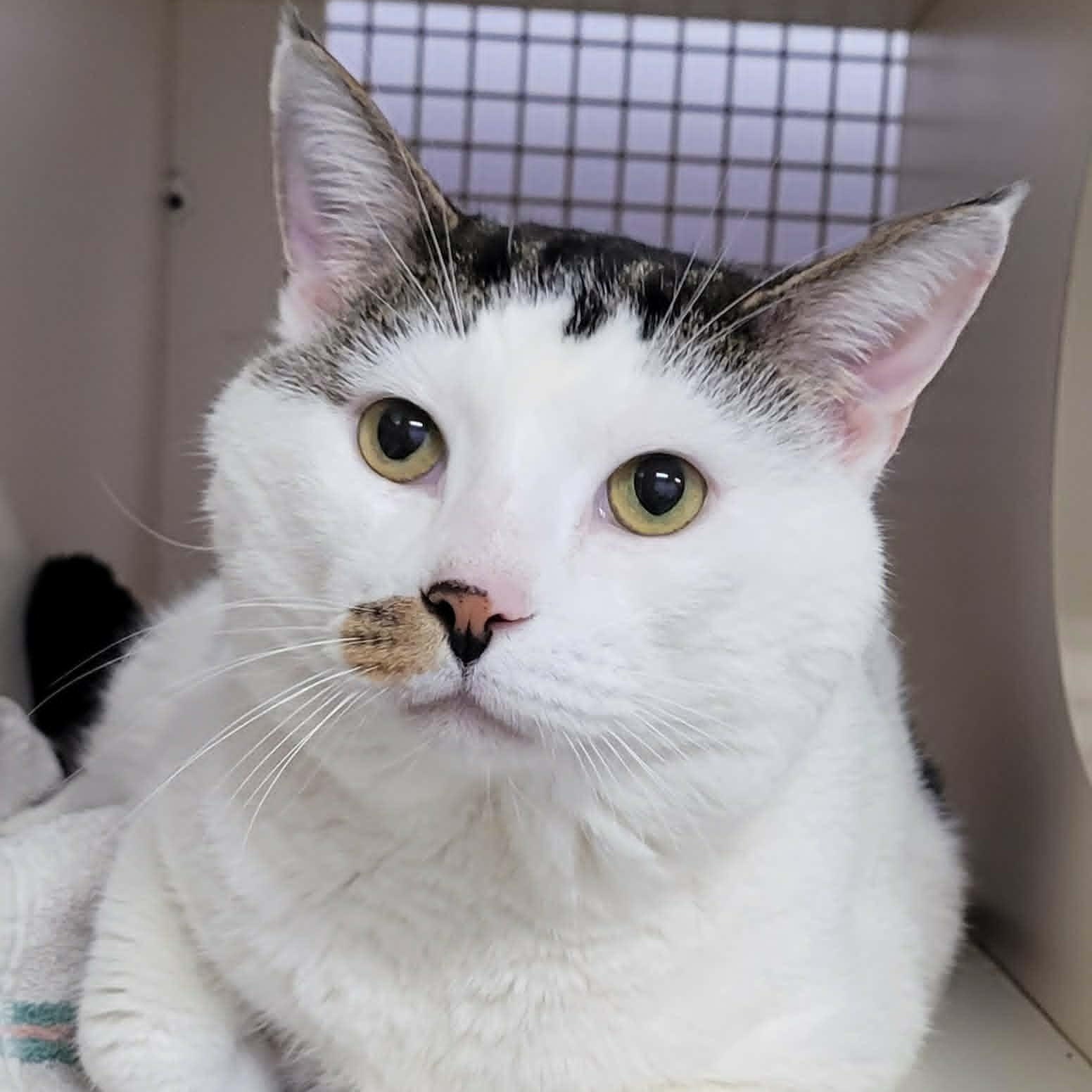 Enlarge Thomas! Hefty Lovebug!, an adopted Domestic Short Hair in Meriden, CT image 1/6
