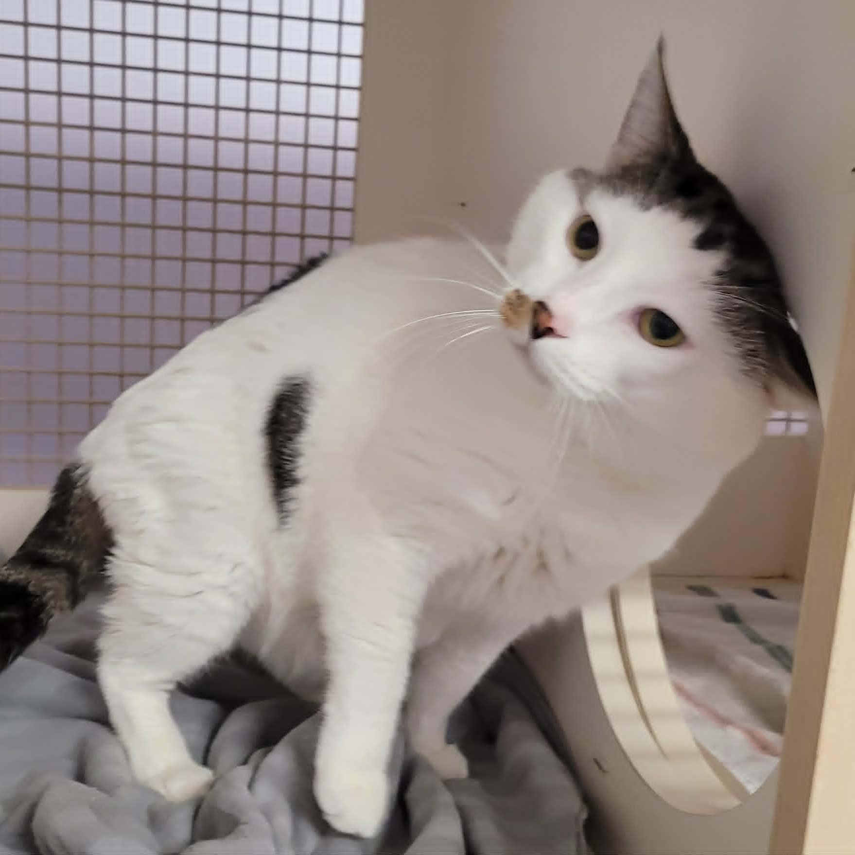 Enlarge Thomas! Hefty Lovebug!, an adopted Domestic Short Hair in Meriden, CT image 6/6
