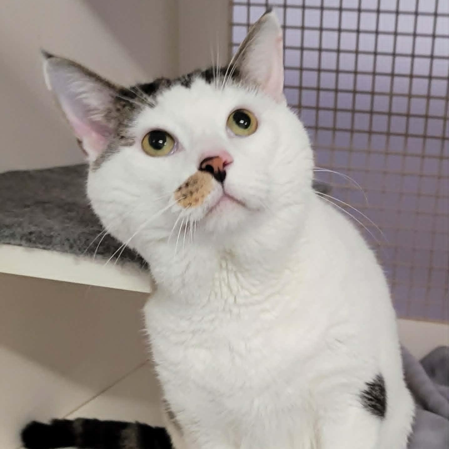 Enlarge Thomas! Hefty Lovebug!, an adopted Domestic Short Hair in Meriden, CT image 5/6