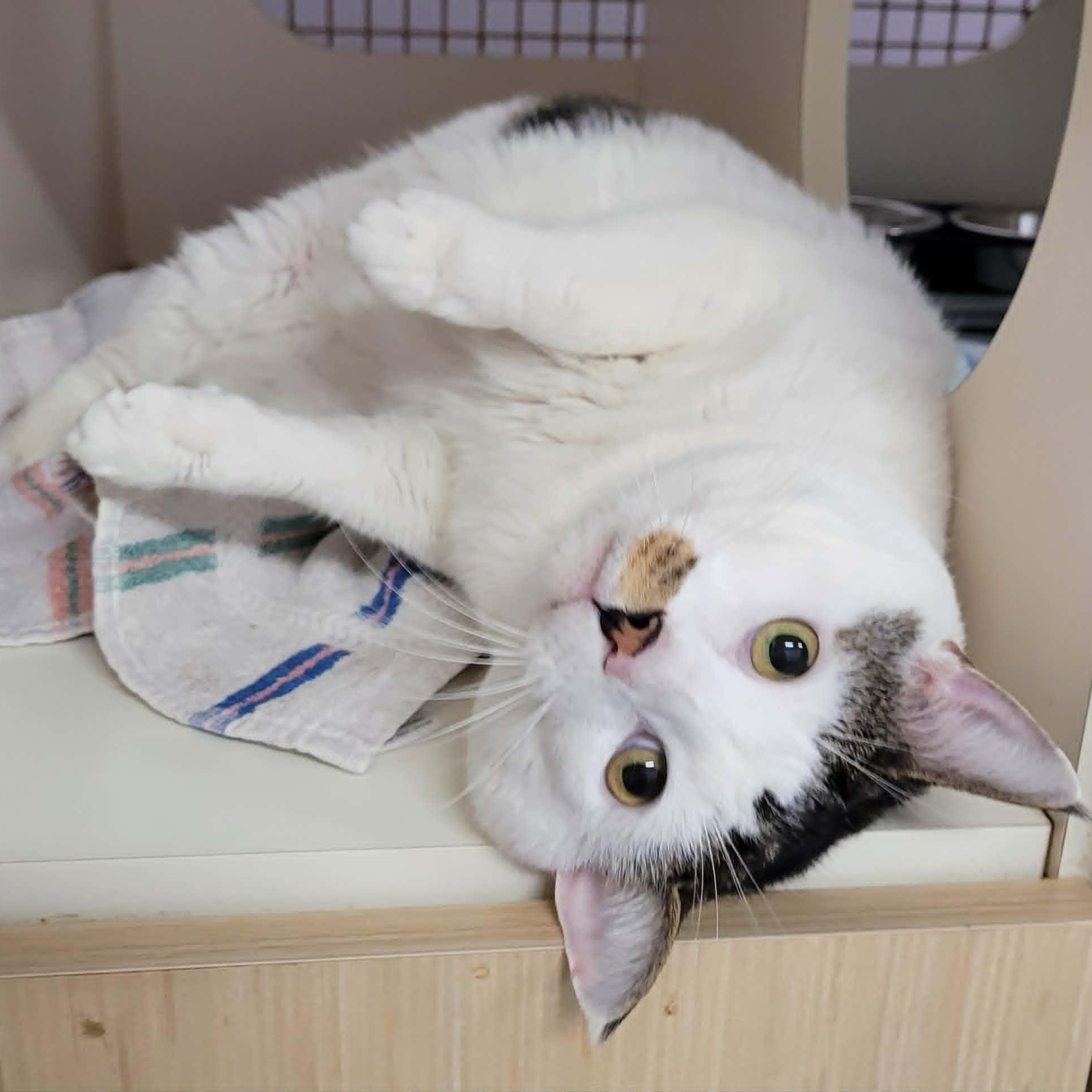 Enlarge Thomas! Hefty Lovebug!, an adopted Domestic Short Hair in Meriden, CT image 2/6