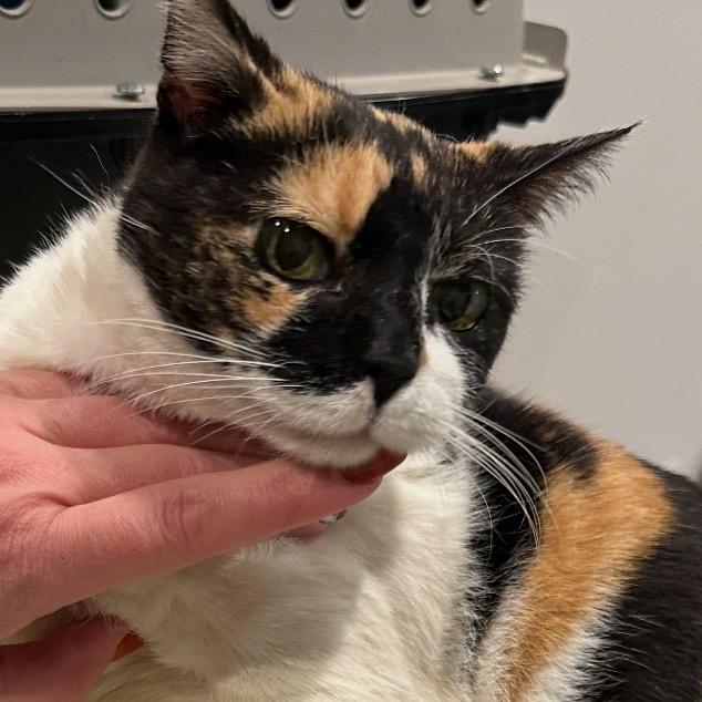 Enlarge Patsy Kline, a Adoptable Domestic Short Hair in Hillsboro, TN image 1/1