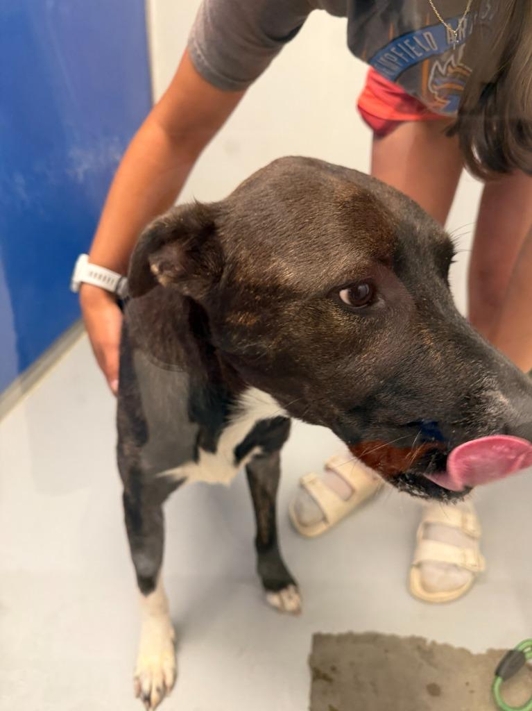 Fable, Adoptable, Young Female Dutch Shepherd & American.