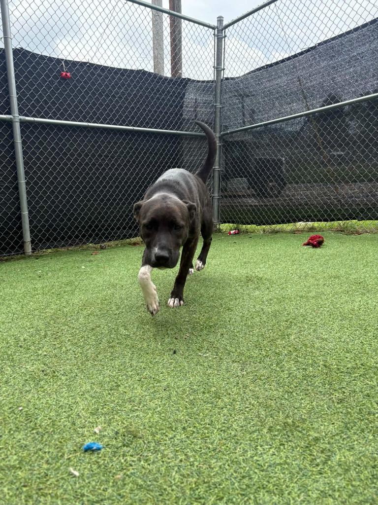 Enlarge Fable, a Adoptable mixed breed in New Kensington, PA image 2/6