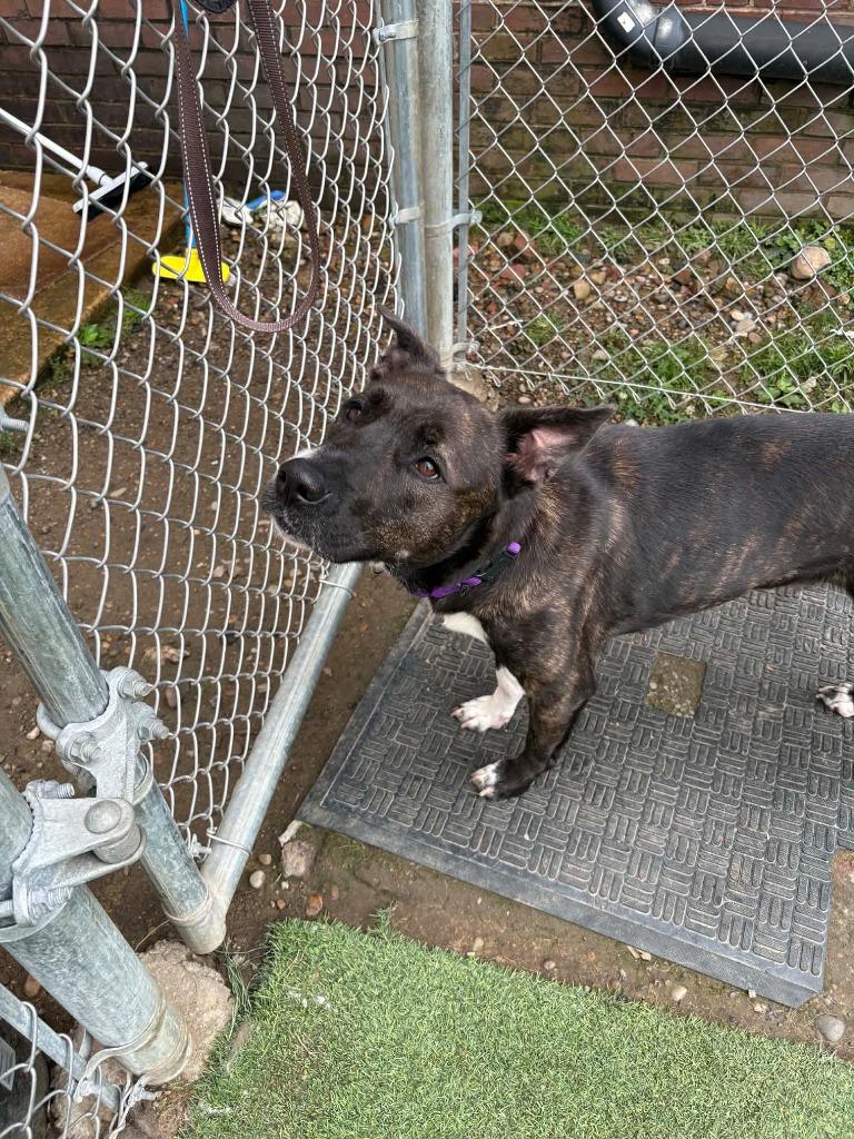 Enlarge Fable, a Adoptable mixed breed in New Kensington, PA image 4/6