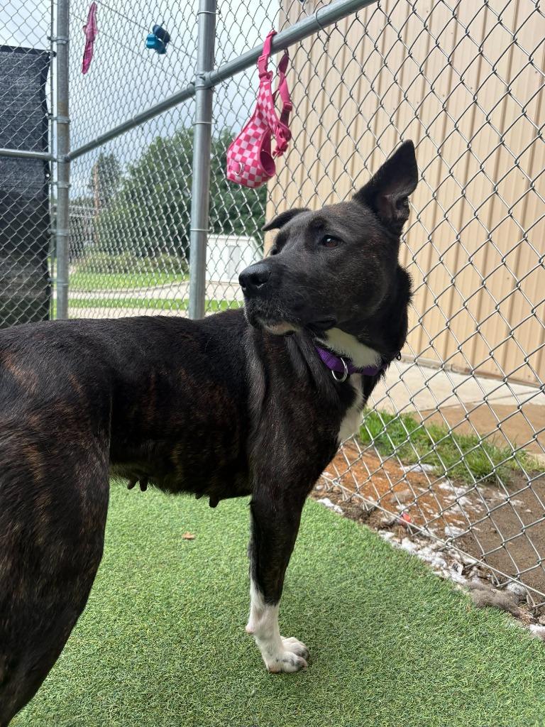 Enlarge Fable, a Adoptable mixed breed in New Kensington, PA image 5/6
