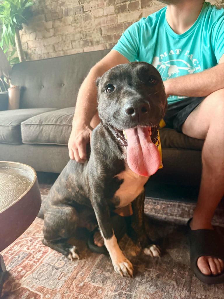 Enlarge Fable, a Adoptable mixed breed in New Kensington, PA image 6/6