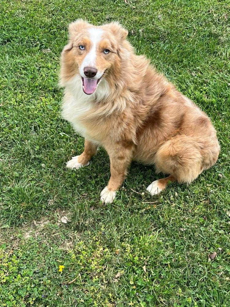 Jordan, Adoptable, Adult Male Australian Shepherd.