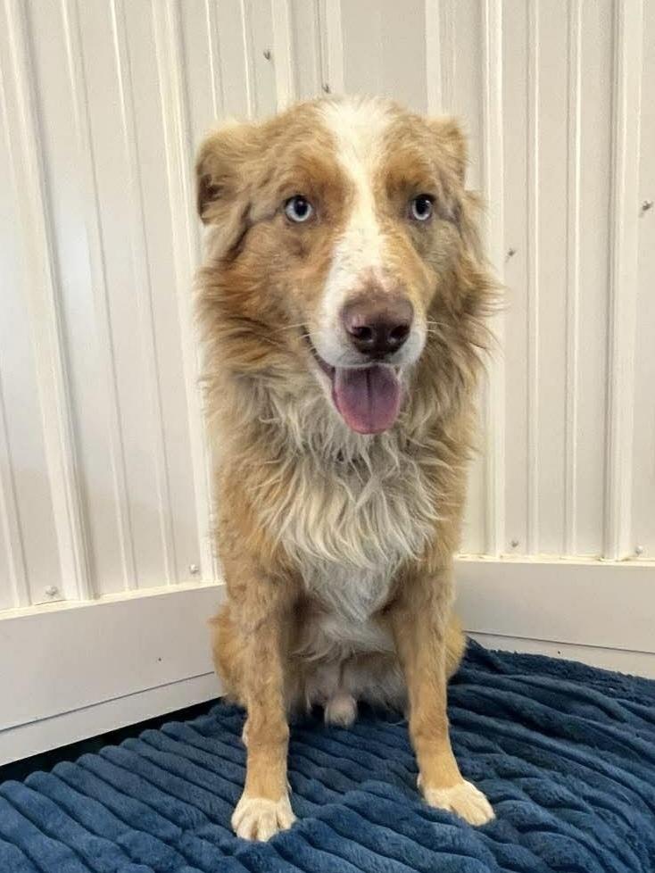 Enlarge Jordan, a Adoptable Australian Shepherd in Osgood, IN image 2/2