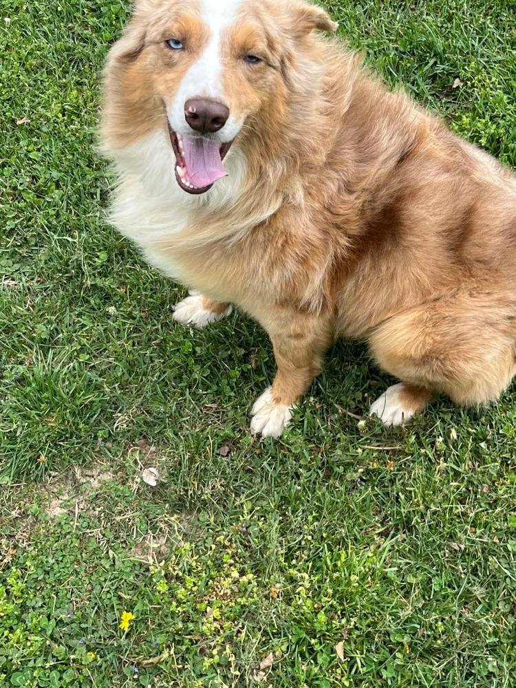 Enlarge Jordan, a Adoptable Australian Shepherd in Osgood, IN image 4/5