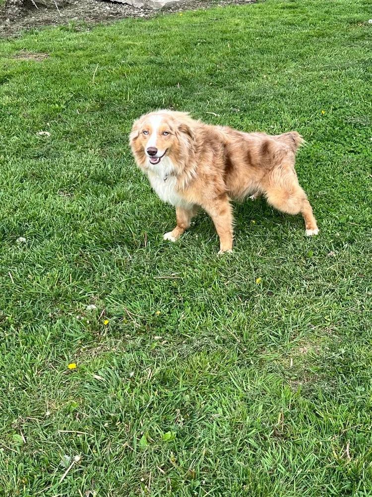 Enlarge Jordan, a Adoptable Australian Shepherd in Osgood, IN image 5/5