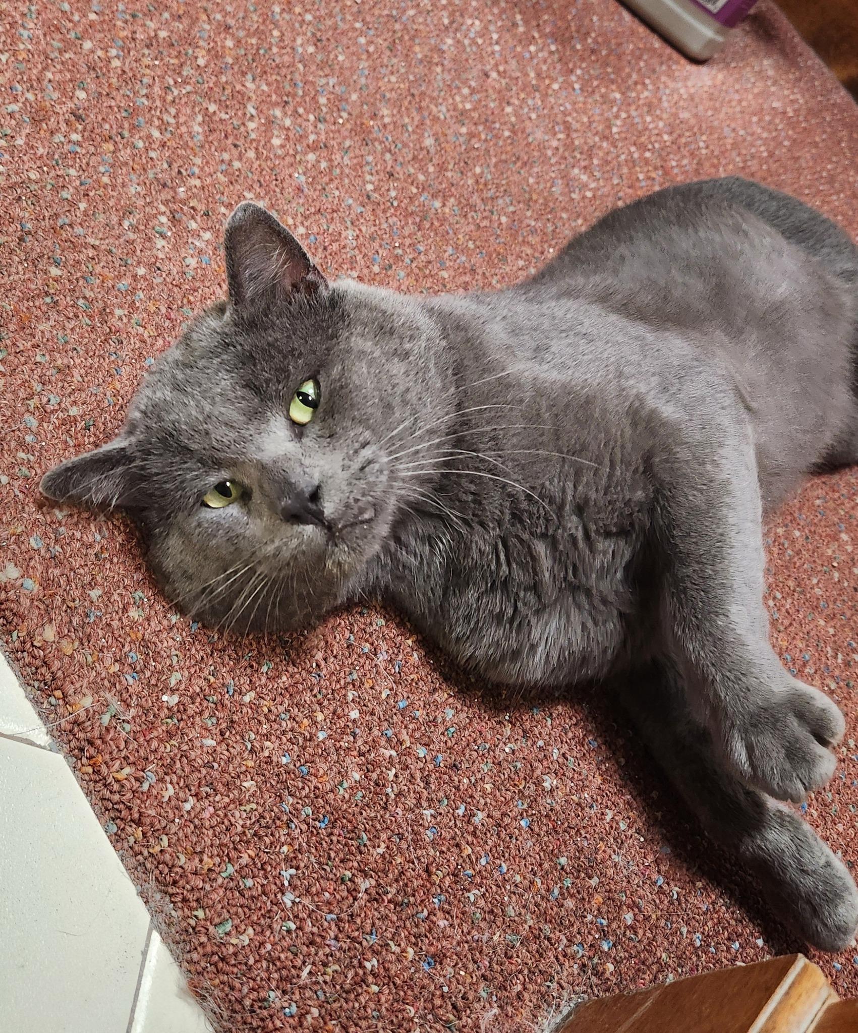 MAXIMUS, an adoptable Domestic Short Hair in Grand Forks, ND, 58203 | Photo Image 1