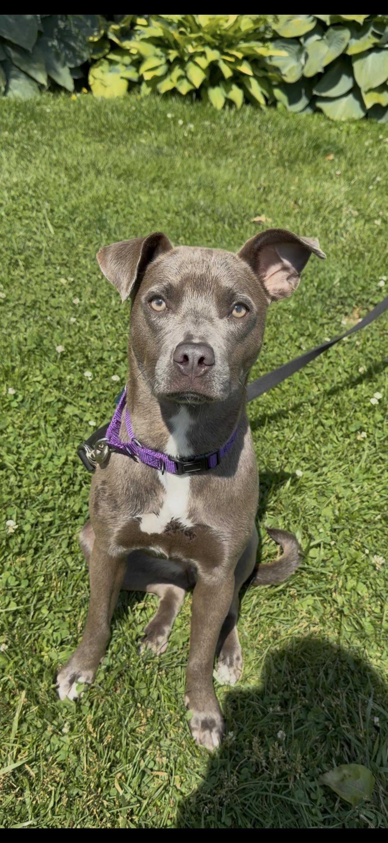 Petra, adopted, Adult Female Pit Bull Terrier.