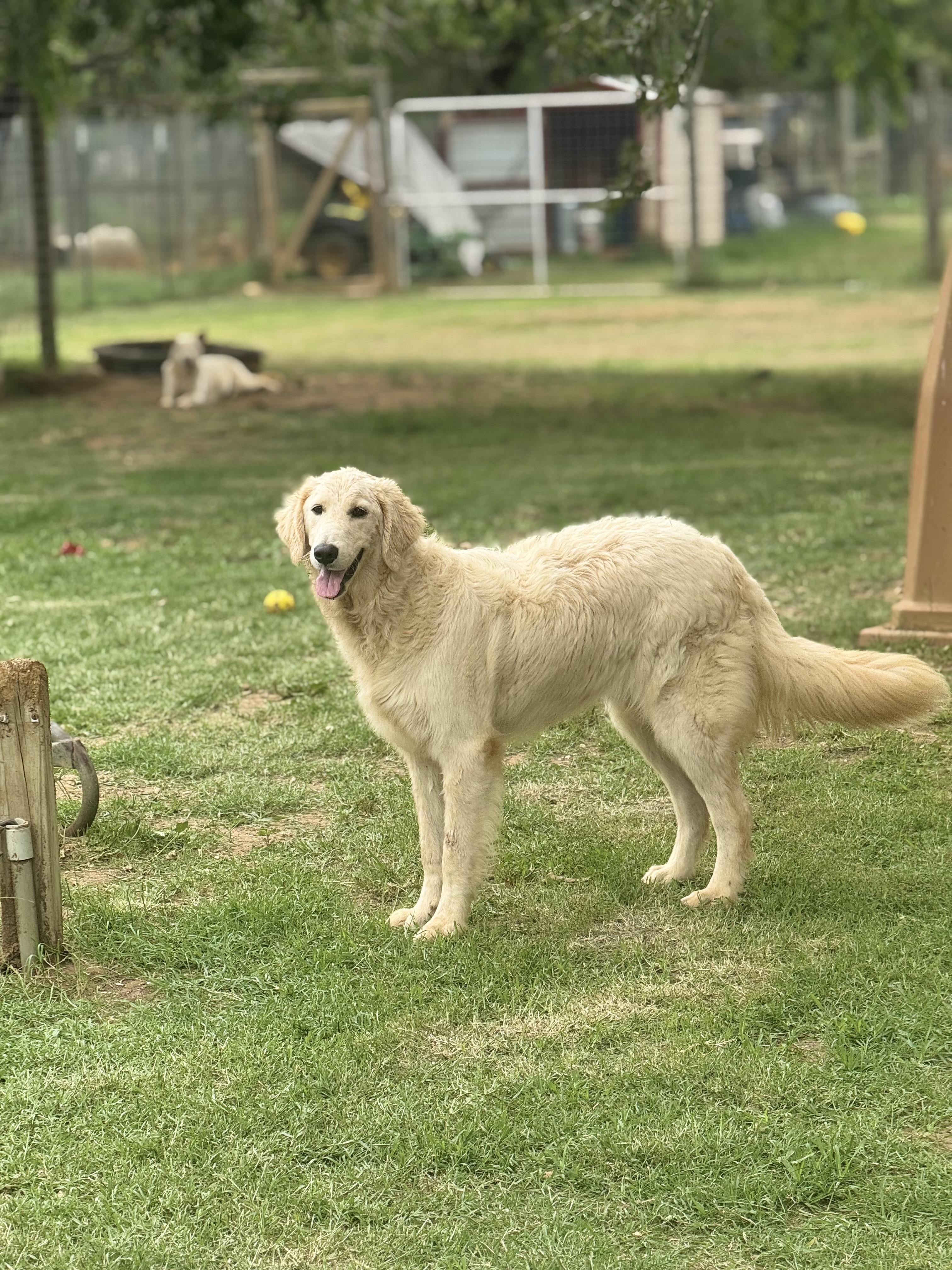 Sampson, an adopted mixed breed in Seguin, TX image 4/4