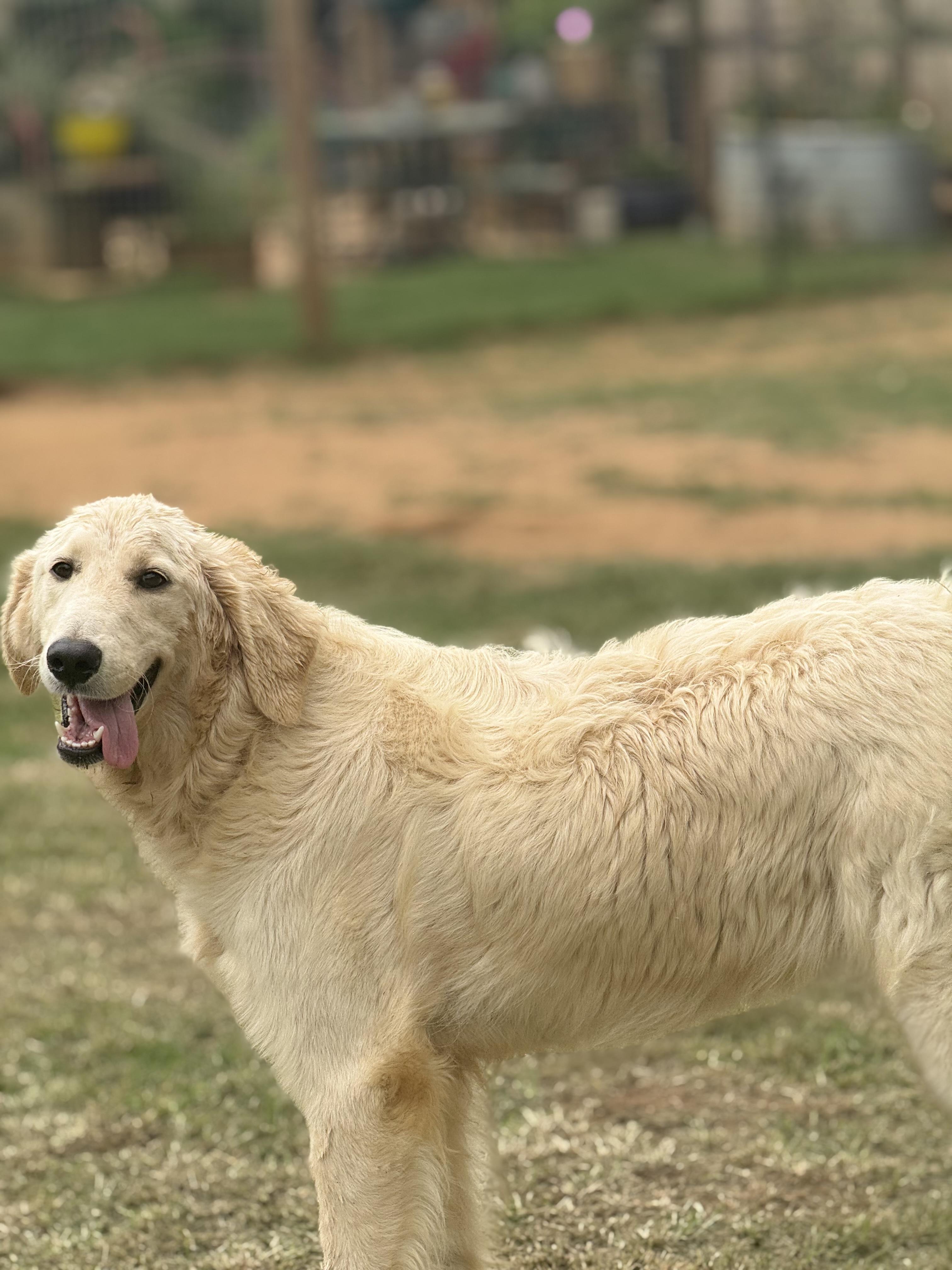 Sampson, adopted, Young Male Great Pyrenees & Poodle.