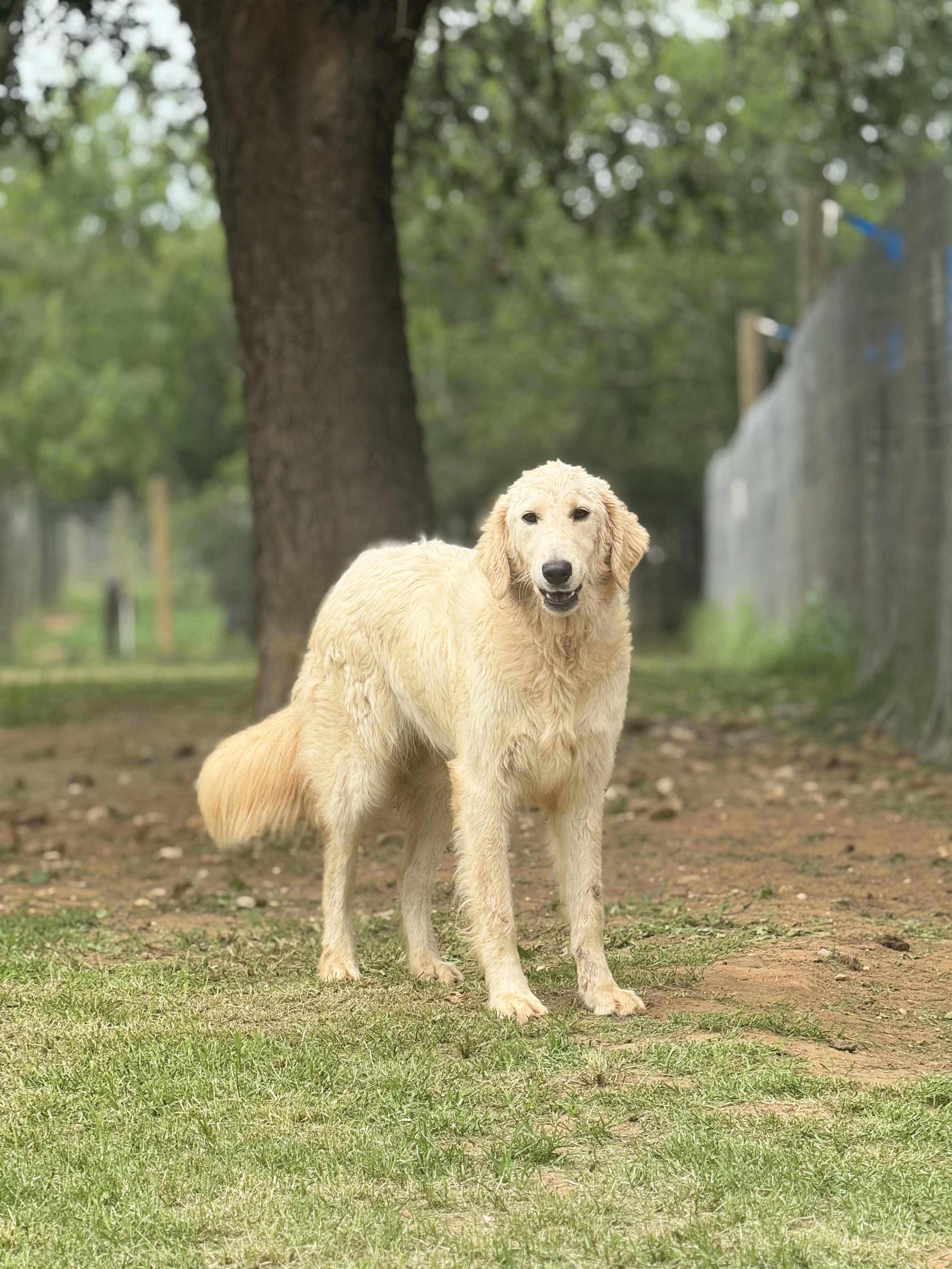 Sampson, an adopted mixed breed in Seguin, TX image 2/4