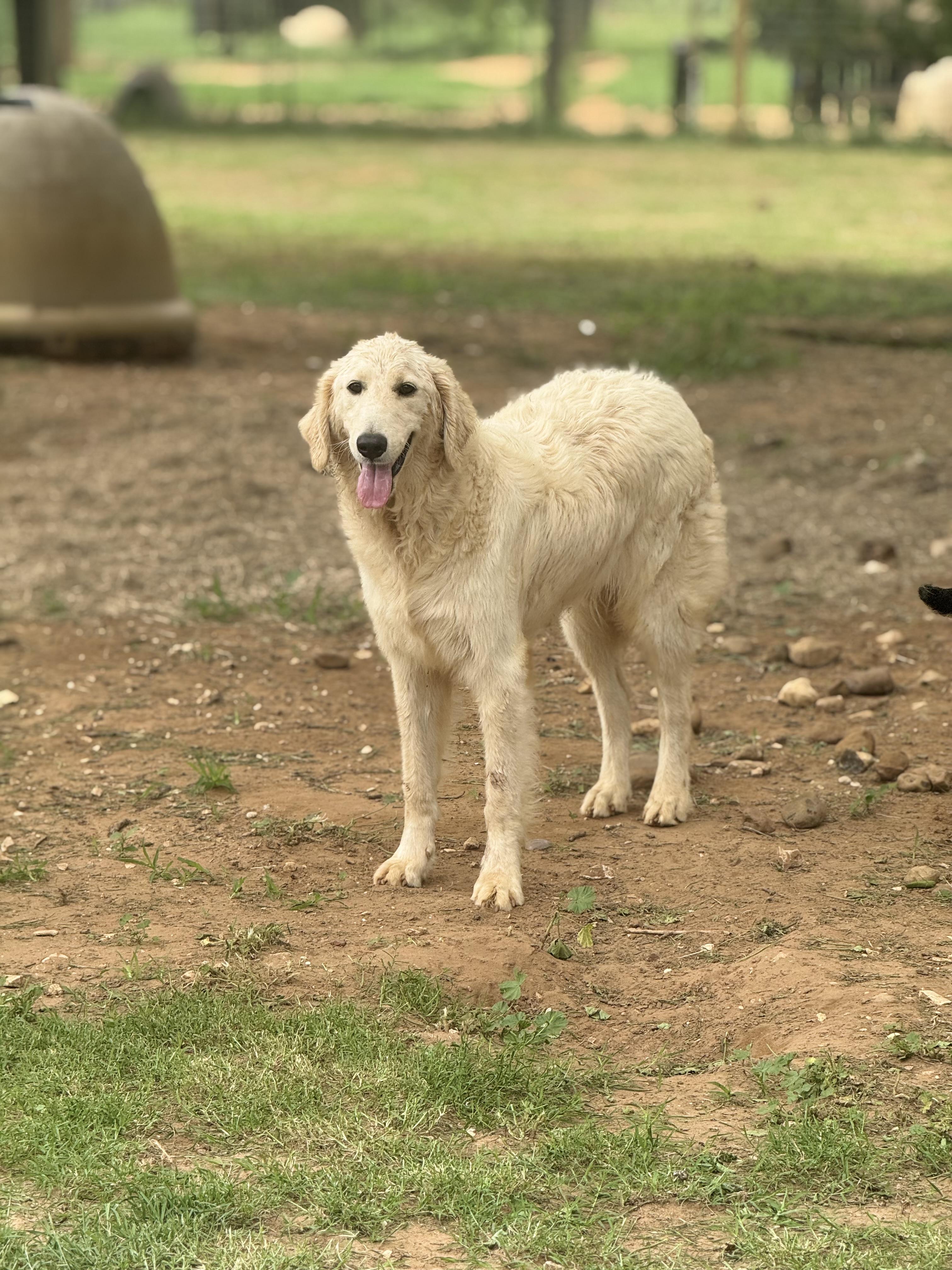 Sampson, an adopted mixed breed in Seguin, TX image 3/4