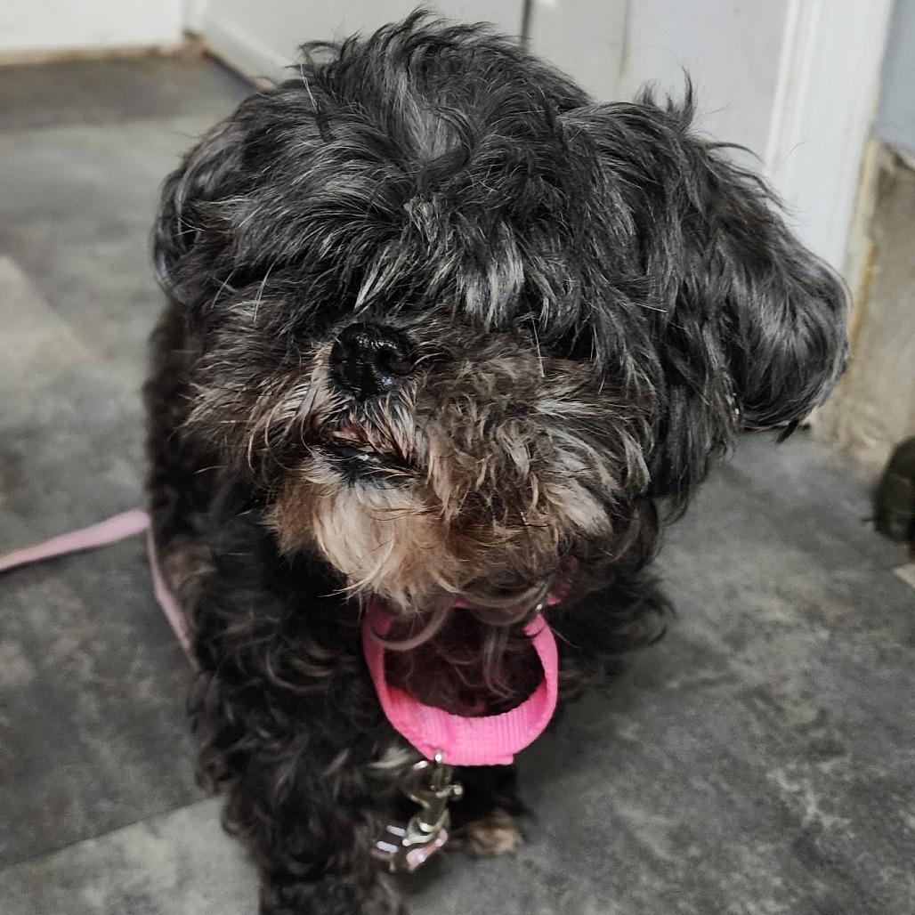 Lola, Adoptable, Senior Female Shih Tzu & Mixed Breed.