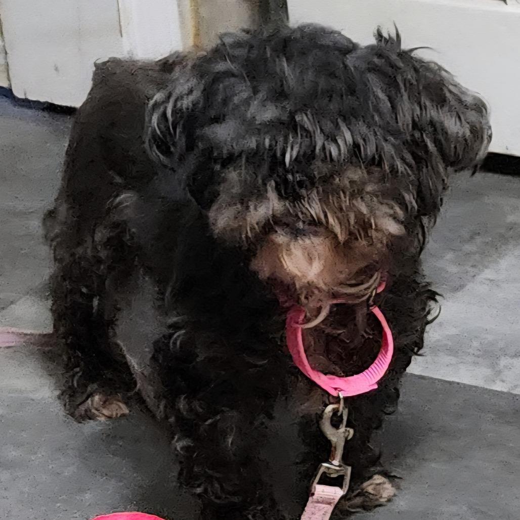 Enlarge Lola, a Adoptable mixed breed in Glenelg, MD image 2/4