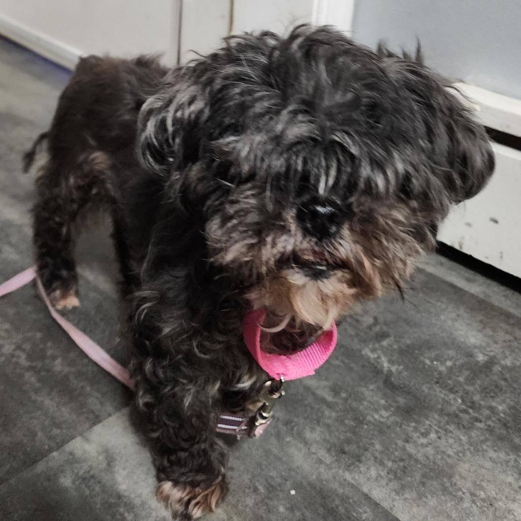 Enlarge Lola, a Adoptable mixed breed in Glenelg, MD image 3/4