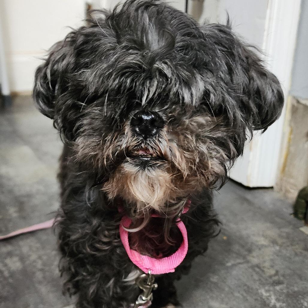 Enlarge Lola, a Adoptable mixed breed in Glenelg, MD image 4/4