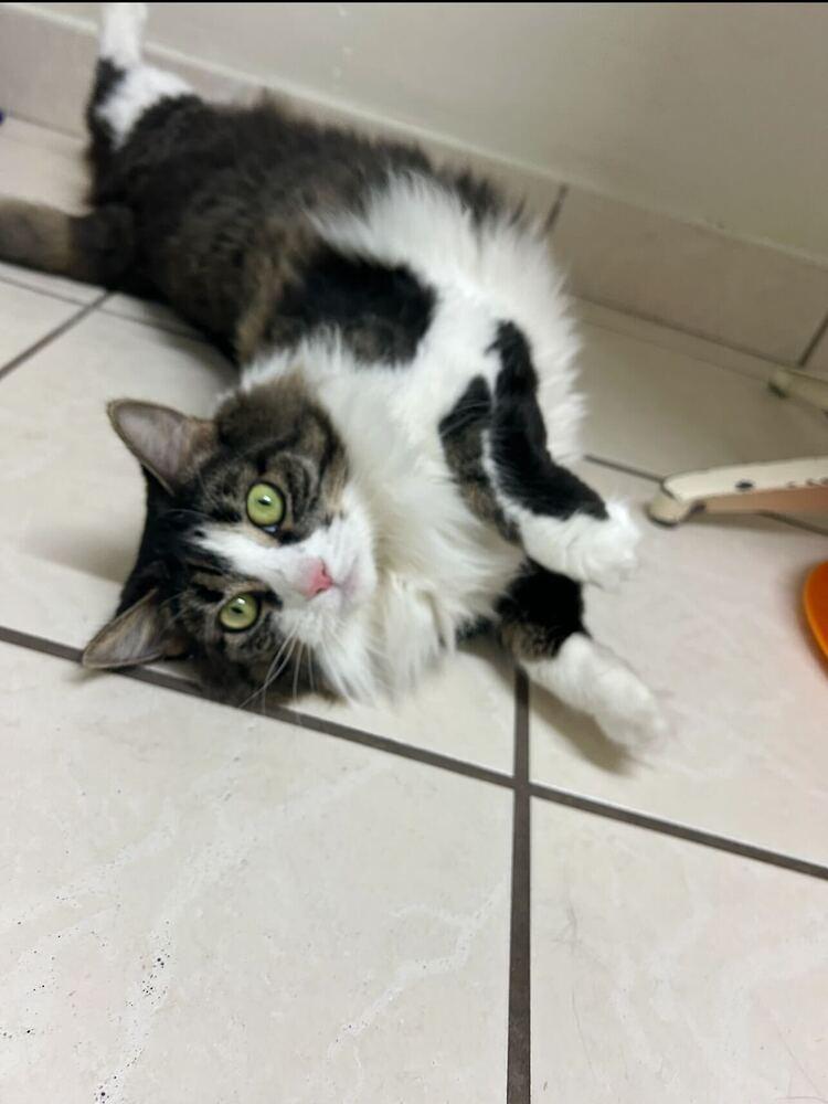 Enlarge Bella (Cat), a Adoptable mixed breed in Seminole, FL image 1/4