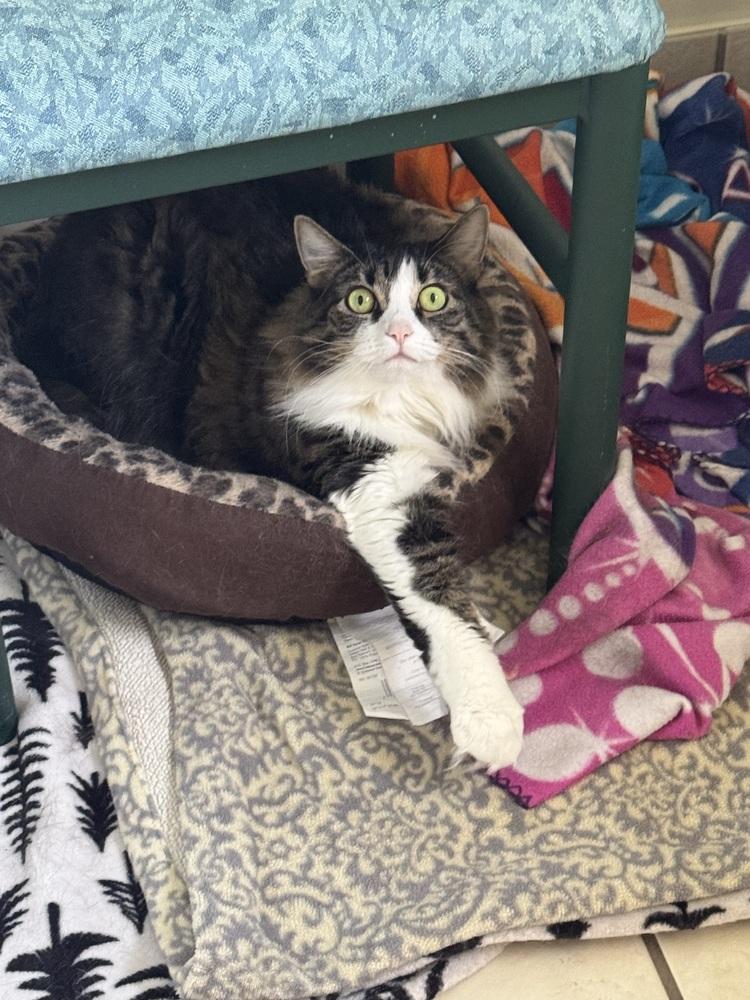 Enlarge Bella (Cat), a Adoptable mixed breed in Seminole, FL image 2/4