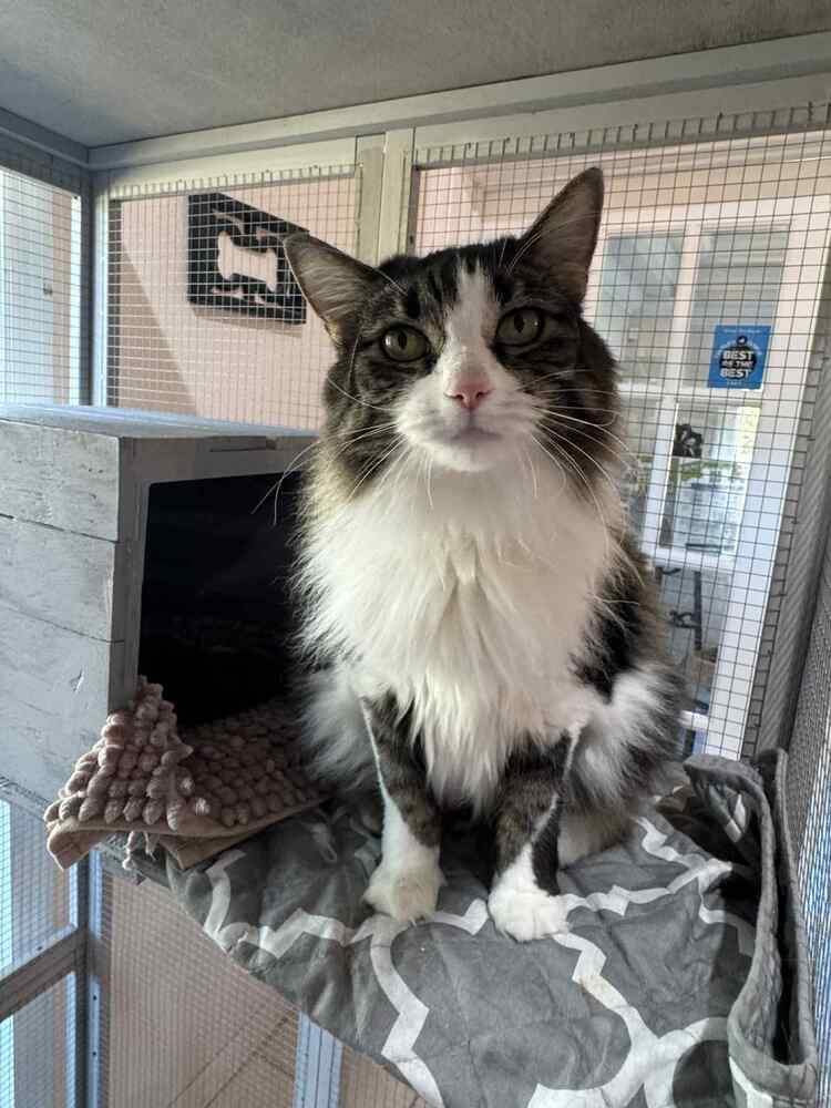 Enlarge Bella (Cat), a Adoptable mixed breed in Seminole, FL image 3/4