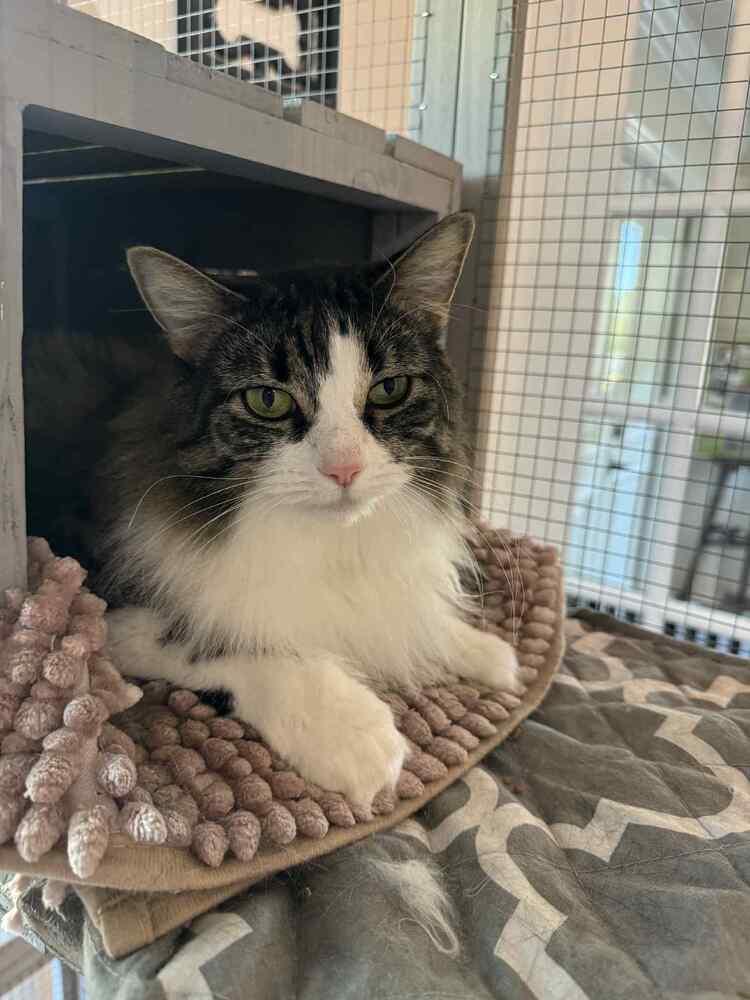 Enlarge Bella (Cat), a Adoptable mixed breed in Seminole, FL image 4/4