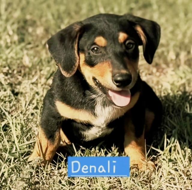 Denali, Adoptable, Puppy Male Dachshund.