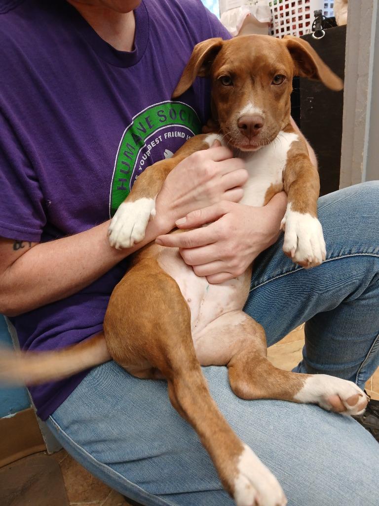 Enlarge Poppy, a Adoptable mixed breed in Mena, AR image 1/3