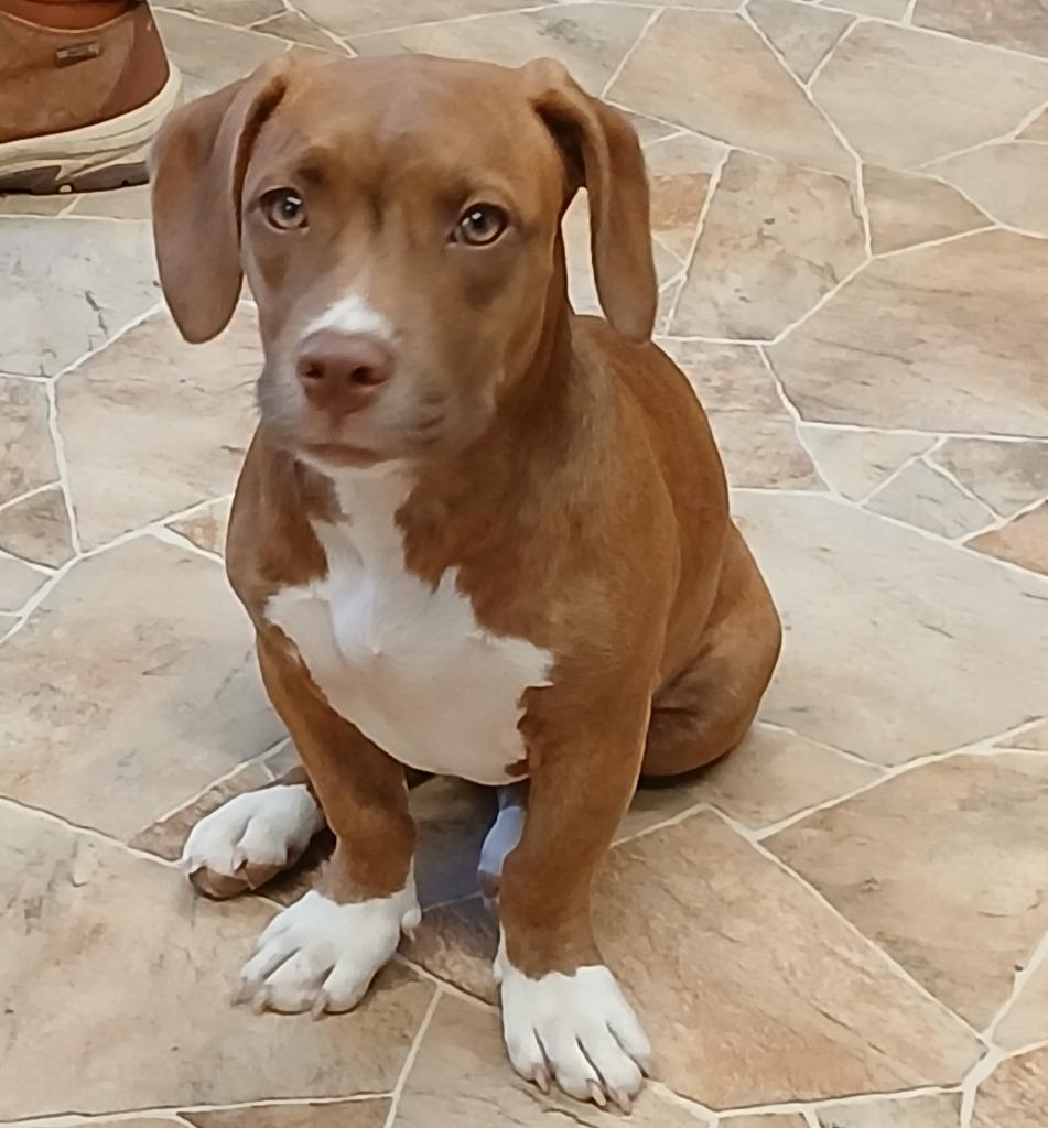 Enlarge Poppy, a Adoptable mixed breed in Mena, AR image 2/3