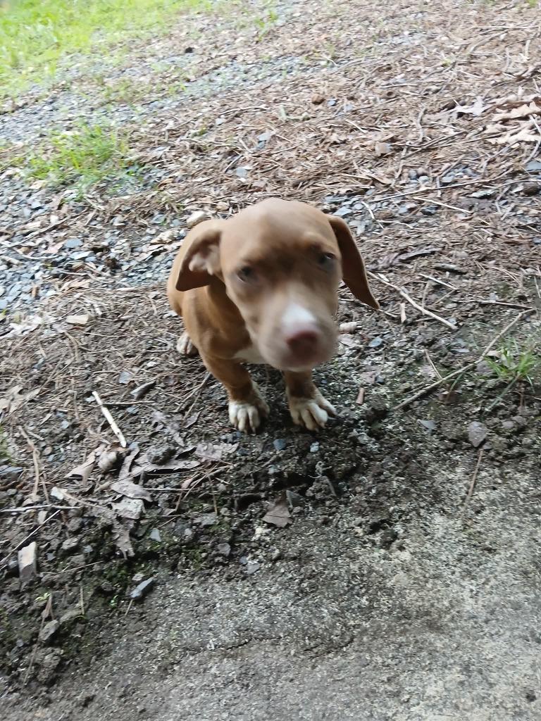 Enlarge Poppy, a Adoptable mixed breed in Mena, AR image 3/3
