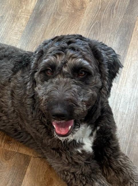 Cindy, a ADOPTABLE mixed breed in Garland, TX image 1/4