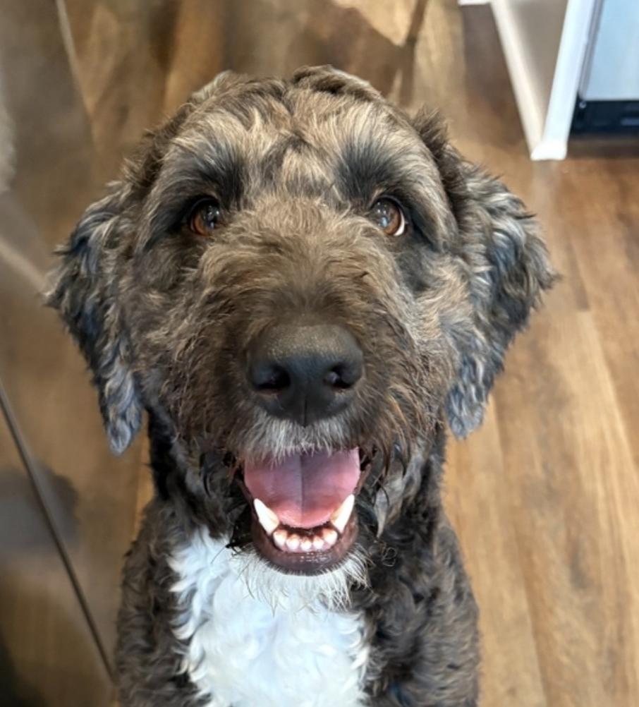 Cindy, a ADOPTABLE mixed breed in Garland, TX image 2/4