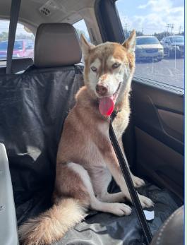 Juniper, Adoptable, Young Female Husky & Siberian Husky.