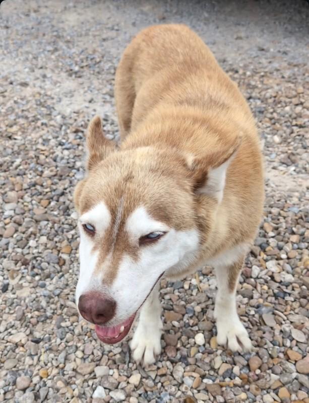 Juniper, a Adoptable mixed breed in Boulder, CO image 3/3