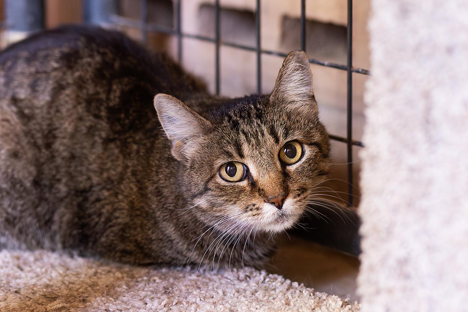 Enlarge Vicky, a ADOPTABLE Domestic Short Hair in Marana, AZ image 1/1