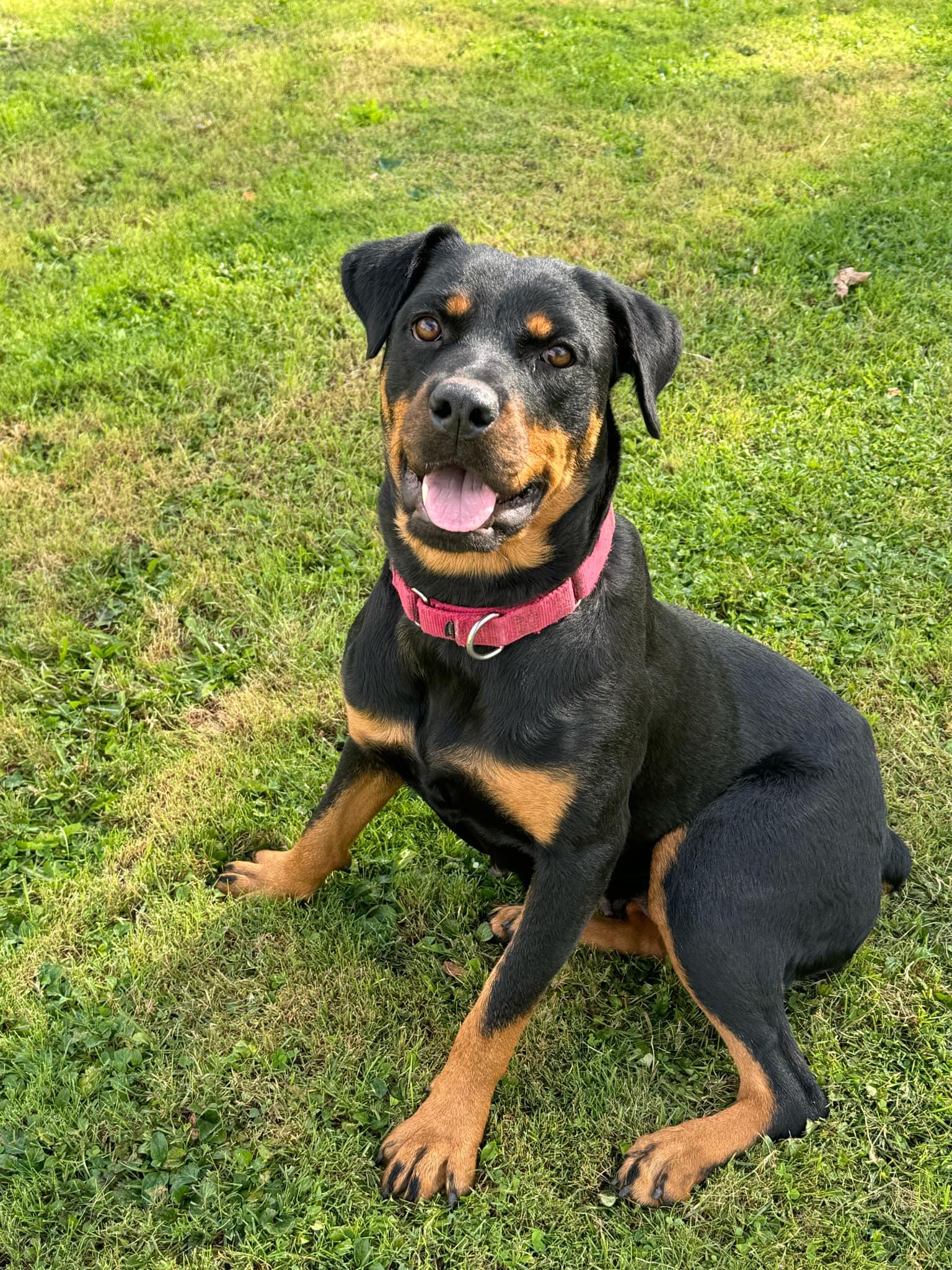 Nova, a Adoptable Rottweiler in New Baltimore, MI image 2/3