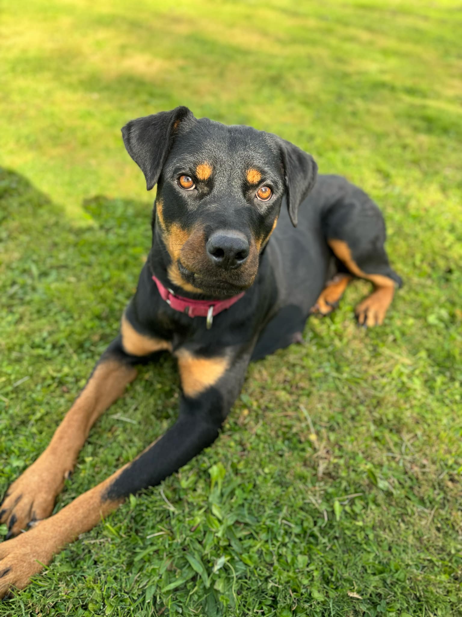 Nova, a Adoptable Rottweiler in New Baltimore, MI image 3/3
