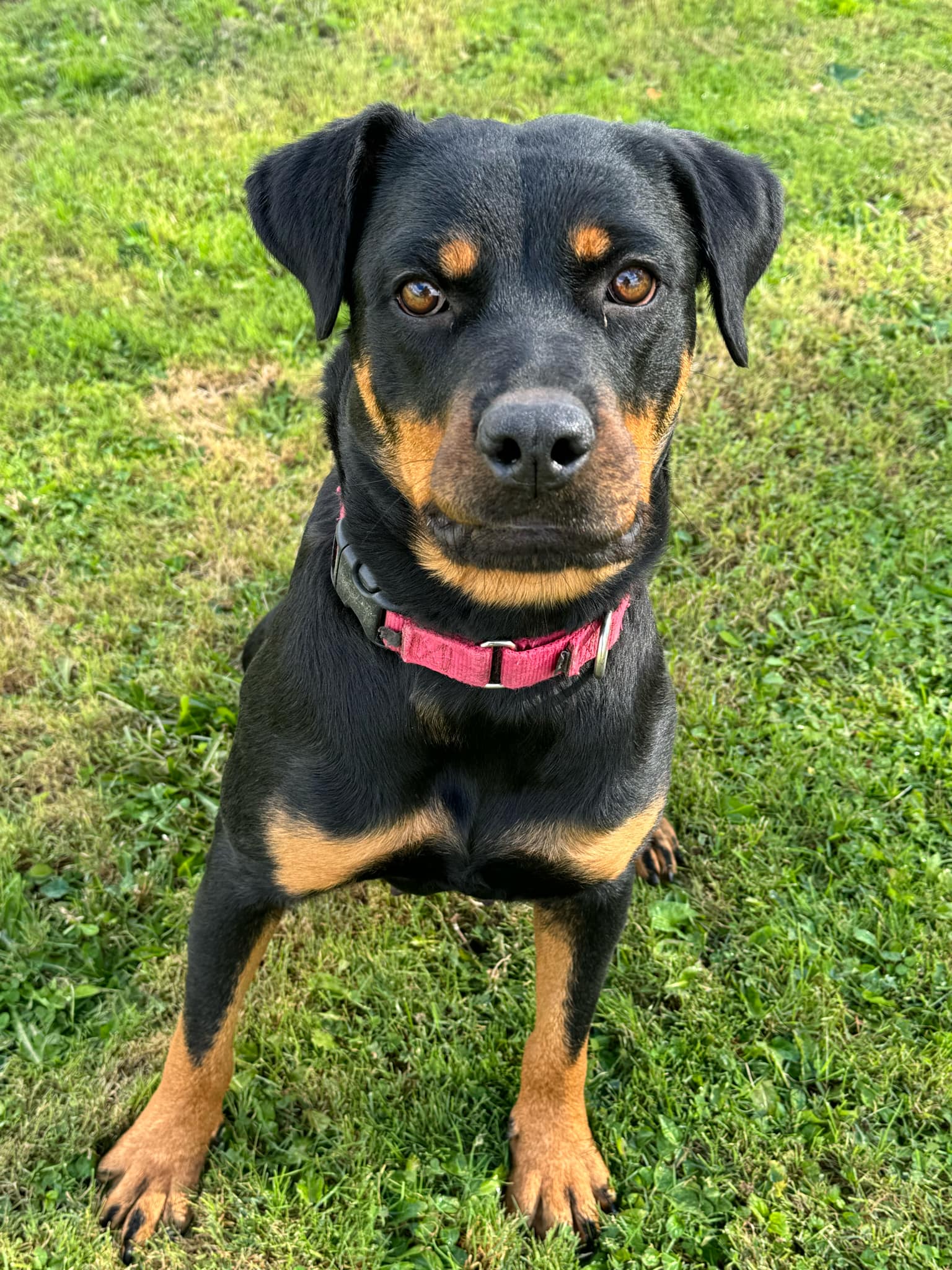 Nova, a Adoptable Rottweiler in New Baltimore, MI image 1/3