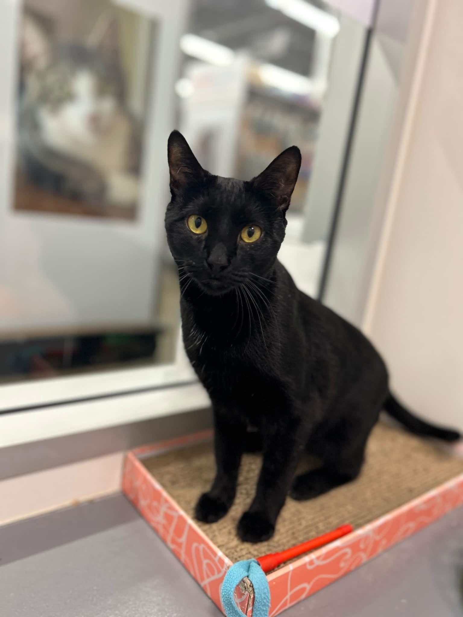 Billie Jean H, Adoptable, Adult Female Domestic Short Hair.