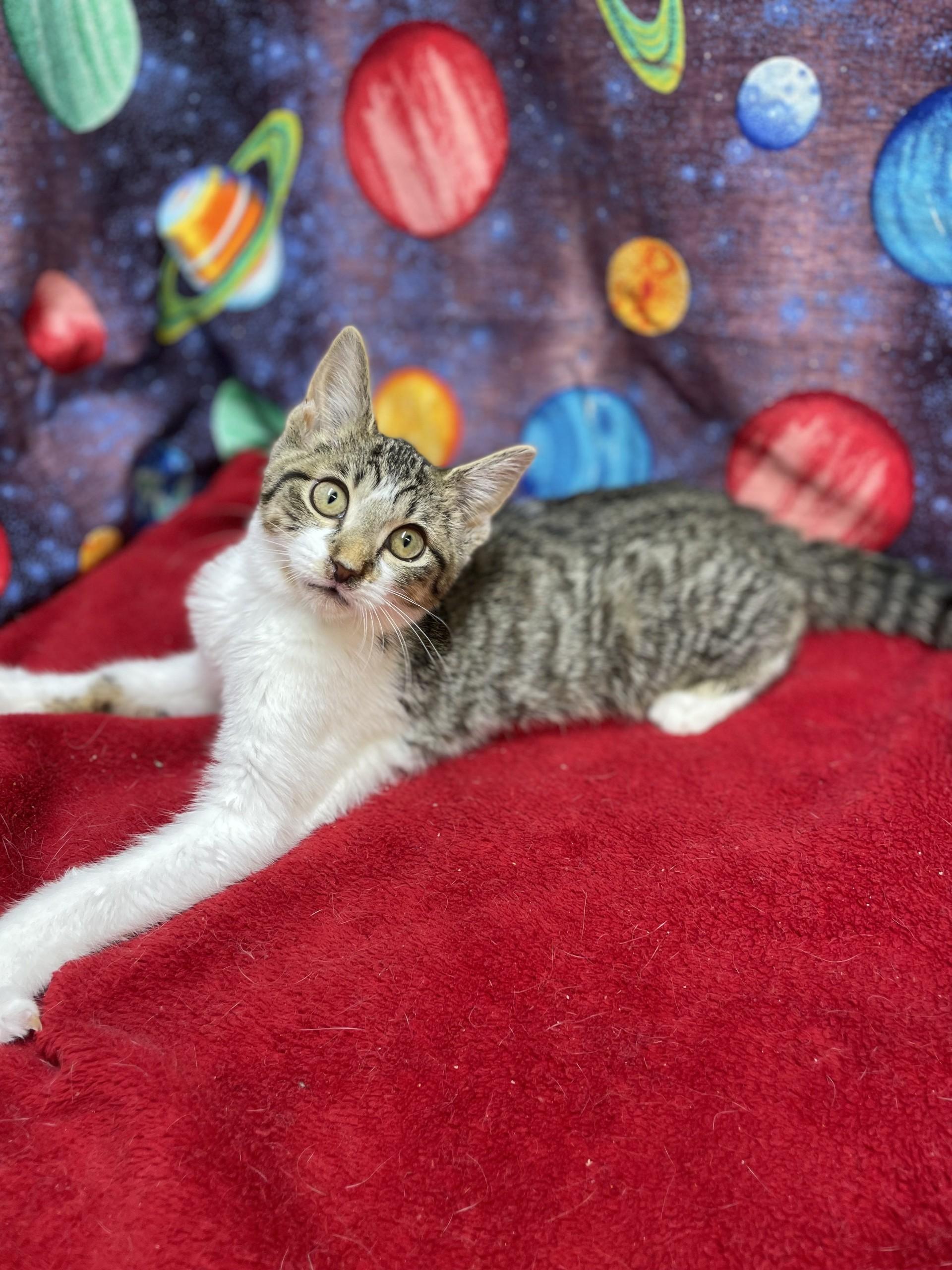 Enlarge Tallulah, a ADOPTABLE mixed breed in Upper Sandusky, OH image 2/3