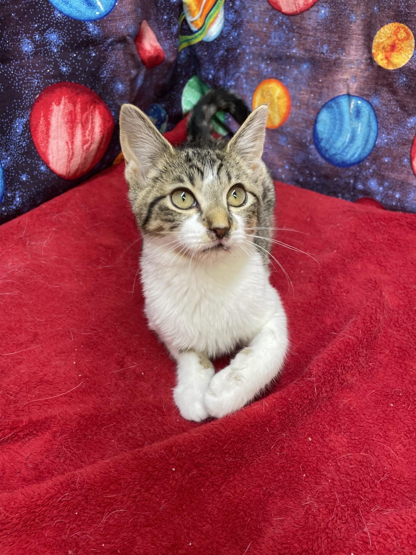 Enlarge Tallulah, a ADOPTABLE mixed breed in Upper Sandusky, OH image 3/3