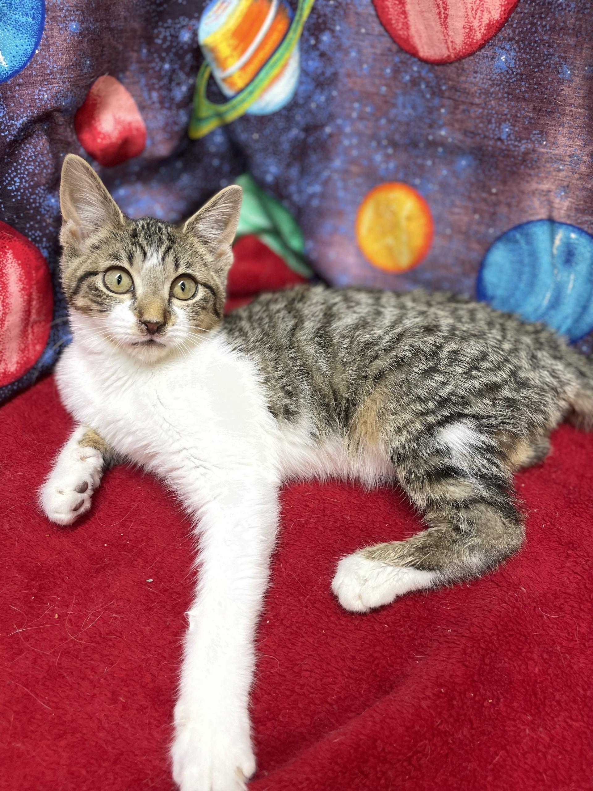 Tallulah, ADOPTABLE, Young Female Domestic Short Hair.